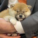 논현 켄넬 이미지