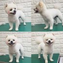 강사모백화점 이미지