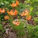 약초민박 이미지