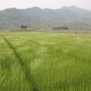 술 익는마을 이미지