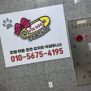 댕댕이의 하루 | 소중한 우리 댕댕이의 완벽한 하루, 검단강아지호텔에서 찾은 힐링 스팟!