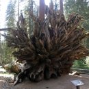 세계에서 가장 큰 나무 - 자이언트 세콰이어,Giant Sequoia 이미지