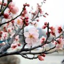 매화 이미지