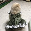 강아지 뷰티 이미지