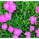 자연-꽃 이미지