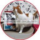 백반정 | [고양이사료] 힐스 어덜트 인도어 사료 급여 후기 (+내돈내산한 힐스 다른라인 급여후기)