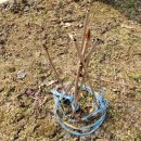 용인에버랜드펜션 이미지