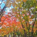 장림유수지 데크 휴식공간 | [공지] [창원 진해 부산 근교 12월 단풍 명소] 진해 내수면 환경생태공원 지난 주말 단풍 상황 이번 주...