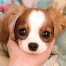아지