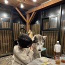 강화애견