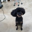 D&C 그루밍 샵 이미지