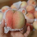 섬뜰농원