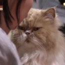 고양이민박 이미지