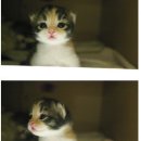 나는고양이 이미지