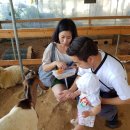 하빈염소농장 이미지