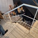 2810 | 오사카 맛집 규카츠 모토무라 난바 미도스지점 웨이팅 없이 먹은 후기