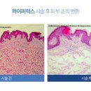 아우라럭스 이미지
