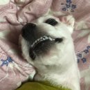 애니온동물병원 이미지