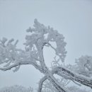 겨울의 원근법 (이장욱) 이미지