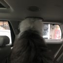 옥타곤펜션 | [대형견동반/강화도숙소]옥타곤펜션 다녀왔어요