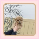 막둥이애견 이미지