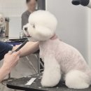 도그매니저 | 반려동물 관련 직업 취업이 절실하신 분들은 꼭 배우세요