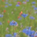 전통무용 이미지