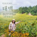 씨유 태백황지연못점 | 강원도 태백 가볼만한곳 해바라기 축제부터 황지연못 함백산 만항재까지 ft.로망스투어