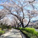 🌸🌸수안보 온천 벚꽃길 다녀왔어요🌸🌸 이미지
