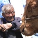 워낭소리 이미지