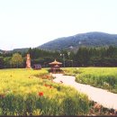 뜨락보리밥 | 인천대공원 (#양귀비, 청보리밭, 수레국화,작약 ) 장수동 은행나무뷰 소슬재카페