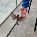 참새민박 이미지