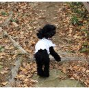 앤드퍼피 이미지