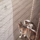 오수민속장터 이미지