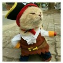 생선파는 고양이 이미지