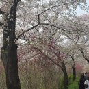 행복건강걷기, 2024,04,08 ＜여의도 벚꽃 축제,국회 의사당＞ 이미지