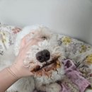 서재 흰둥이네 이미지