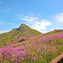 전국 철쭉 축제 4곳 이미지