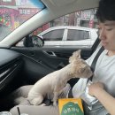 화니오기 펫살롱 이미지