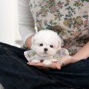 부산강아지분양 미유펫 이미지