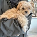 시흥i동물병원 이미지