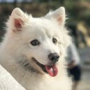 포포즈 반려동물 장례식장 경기광주점 이미지