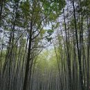 죽림4로 이미지