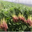 기운농장 이미지