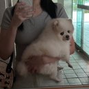 너구리PC(인-478호) | 마늘 먹은 강쥐 곧 사람되는가?