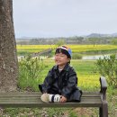 영산강 | 나주 영산강 유채꽃 후기🌼가족과 함께한 따뜻한 봄날 기록 주차정보