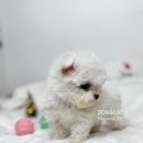 강아지는 내 운명 이미지