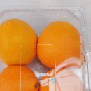 지역사랑농촌체험휴양마을 | [연천 푸르내마을] 과즙 팡팡 감귤도 따고, 우리 농산물로 깍두기 담그기까지 반나절 알찬 농촌체험 후기