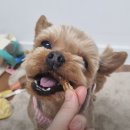 내품에 강아지 | [서초 애견미용] 내품에 강아지: 예민한 아이도 힐링하는 강남 미용 성지, 솔직 비용 후기