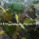 사곡초교 이미지